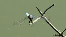 Blaugrüne Mosaikjungfer (3).jpg